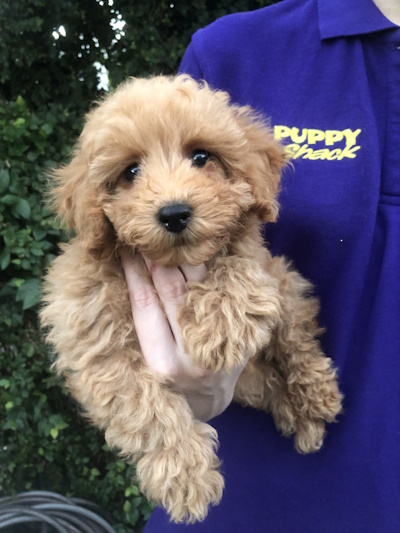 Absolutely adorable gold coloured Cavapoo puppy dog held in loving arms at Puppy Shack pet shop Brisbane.